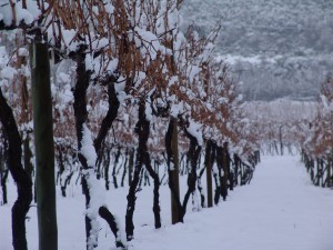 Cachapoal vineyard in snow