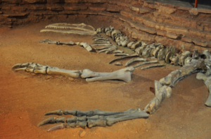 Dinosaur fossils in Neuquen