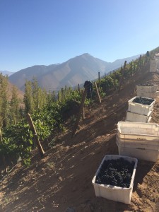 Steep vineyards in Chile