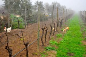 Morning fog covers Casablanca vineyards
