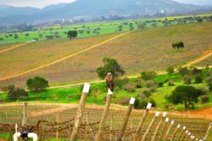 The hillsides of Casablanca, a cool climate wine region in Chile