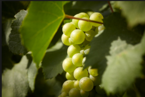 Chardonnay in Argentina, an emerging quality wine