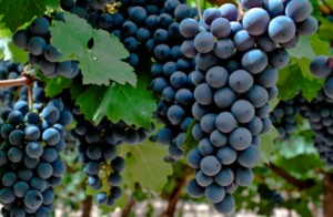 Bonarda, one of Argentina's more unique wine varieties