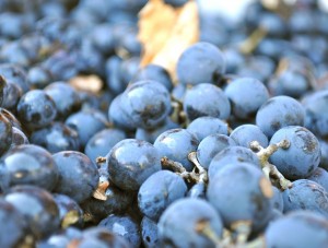 Picking an Argentina or Chilean Malbec, The Squeeze Magazine