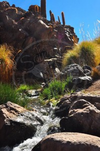 The cactus valley in San Pedro de Atacama, a guide by The Squeeze Magazine