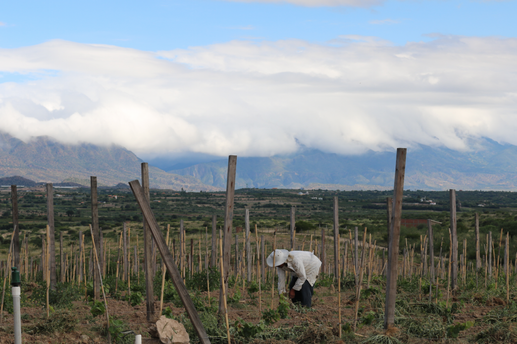 Tarija wine region