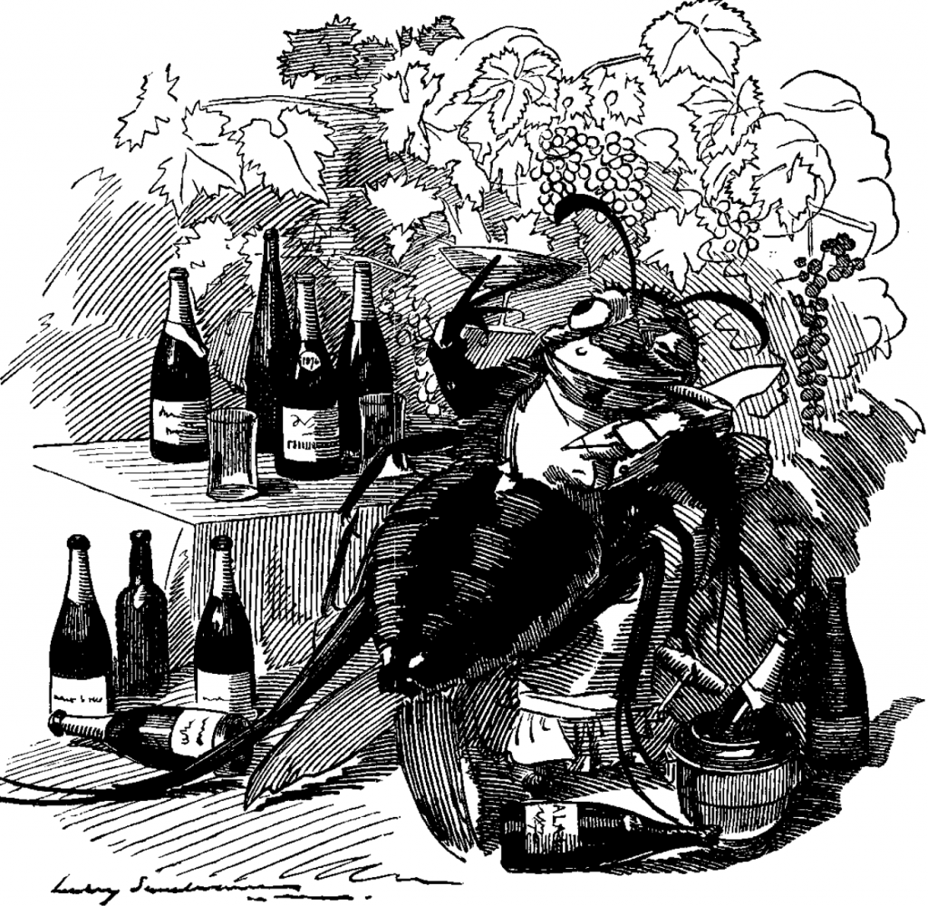Phylloxera drinking all the wine, Cartoon from Punch, September 6, 1890. Artwork by Edward Linley Sambourne