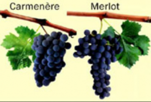 Carmenere vs Merlot