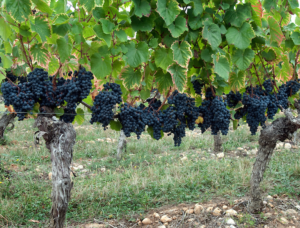 Malbec, or Cot, in Cahors