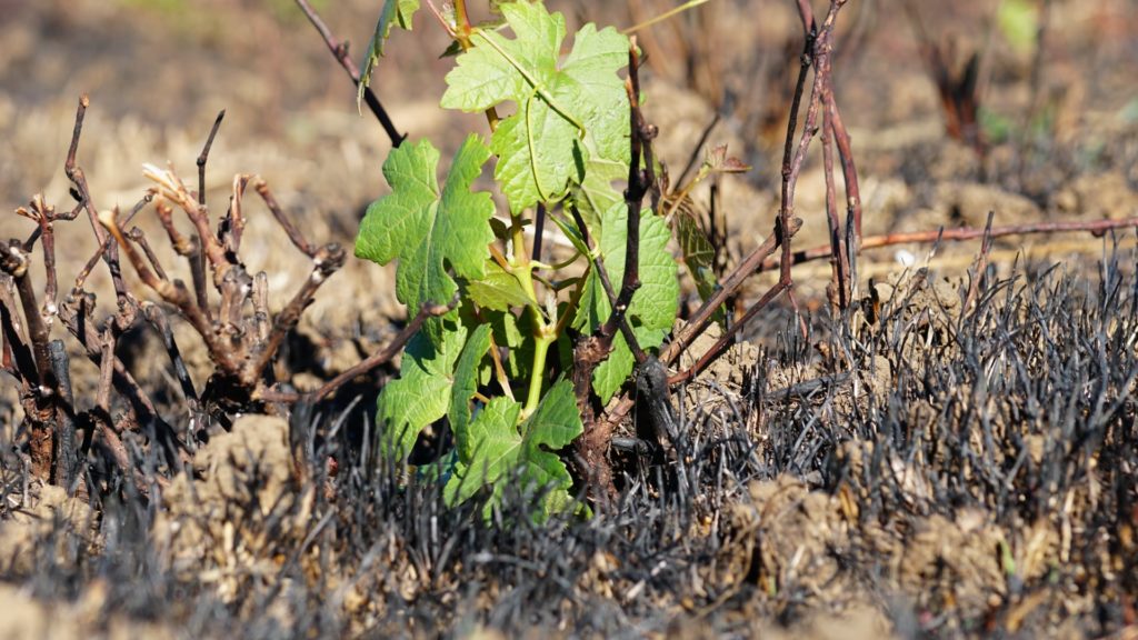 Itata rising from the ashes