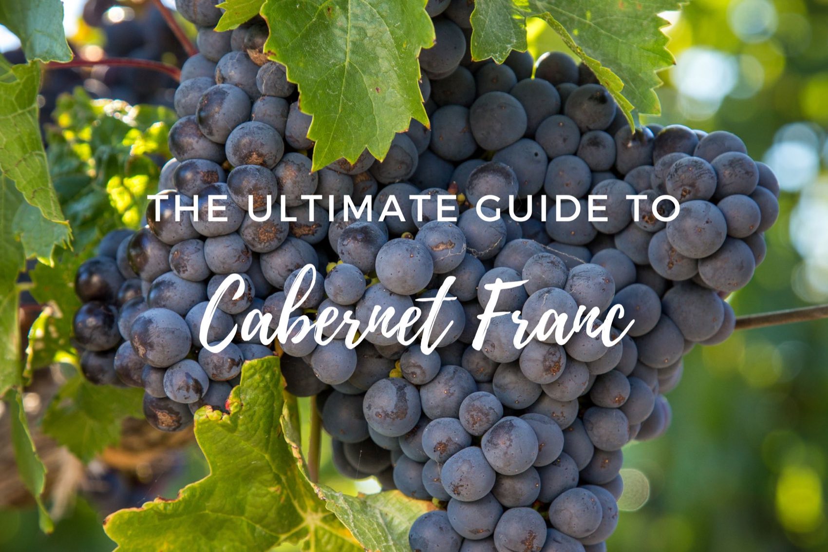 Cabernet Franc grapes on the vine
