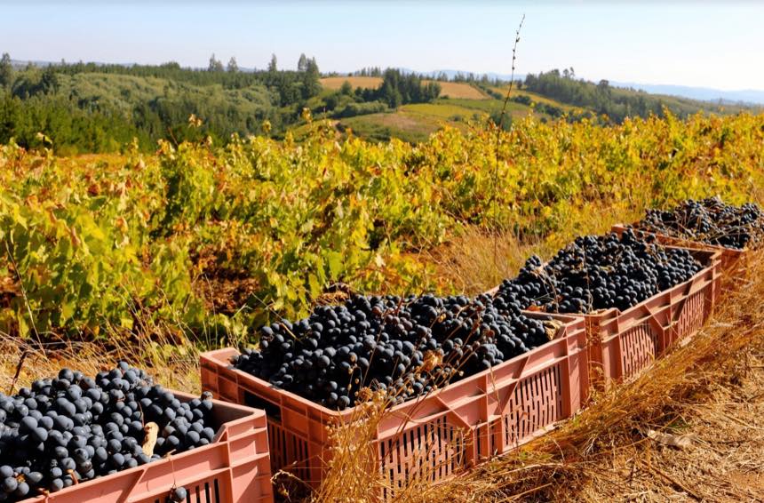 Harvest crates among the vines