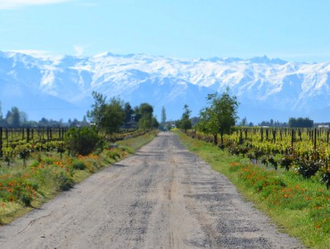 Guide to wineries and wines in Chile and South America