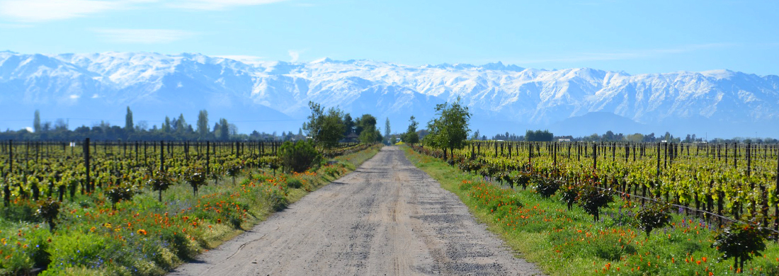 Guide to wineries and wines in Chile and South America