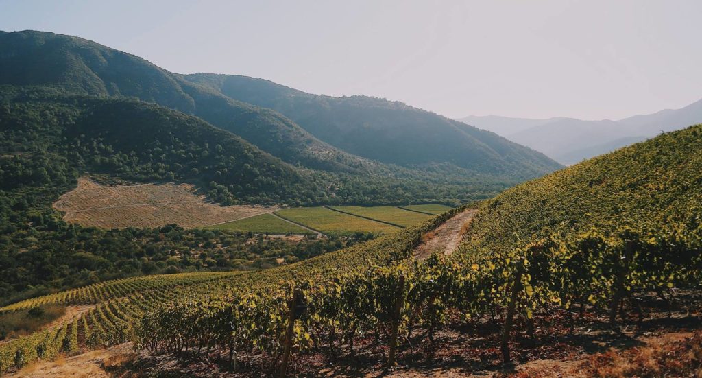 Vina VIK vineyards in Chile Cachapoal valley