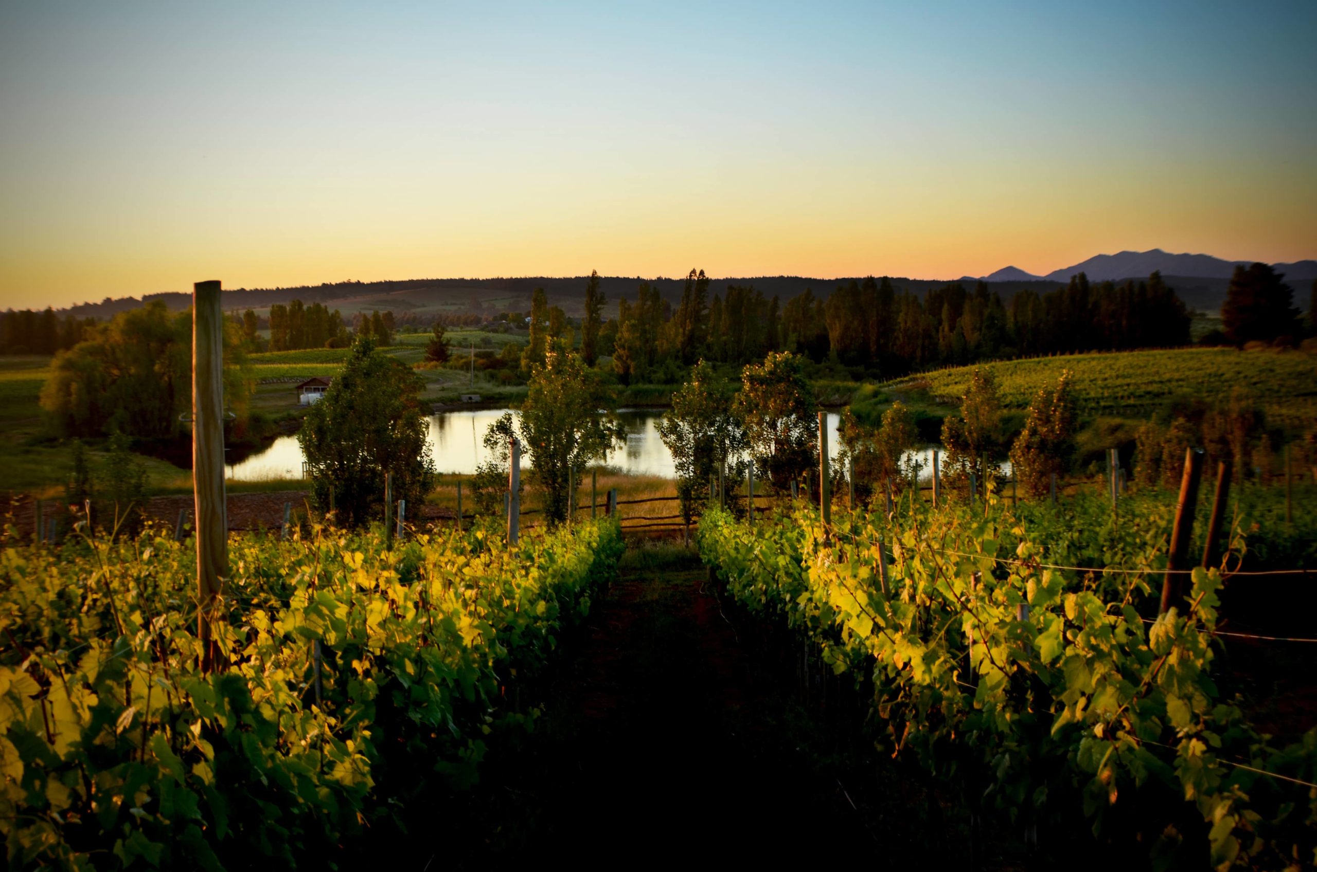 Pandolfi Price Vineyards in Itata Valley, Chile