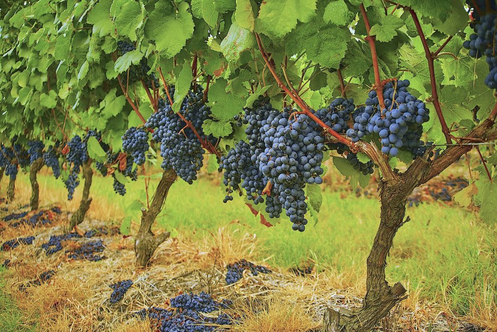 Artesana winery and wine guide