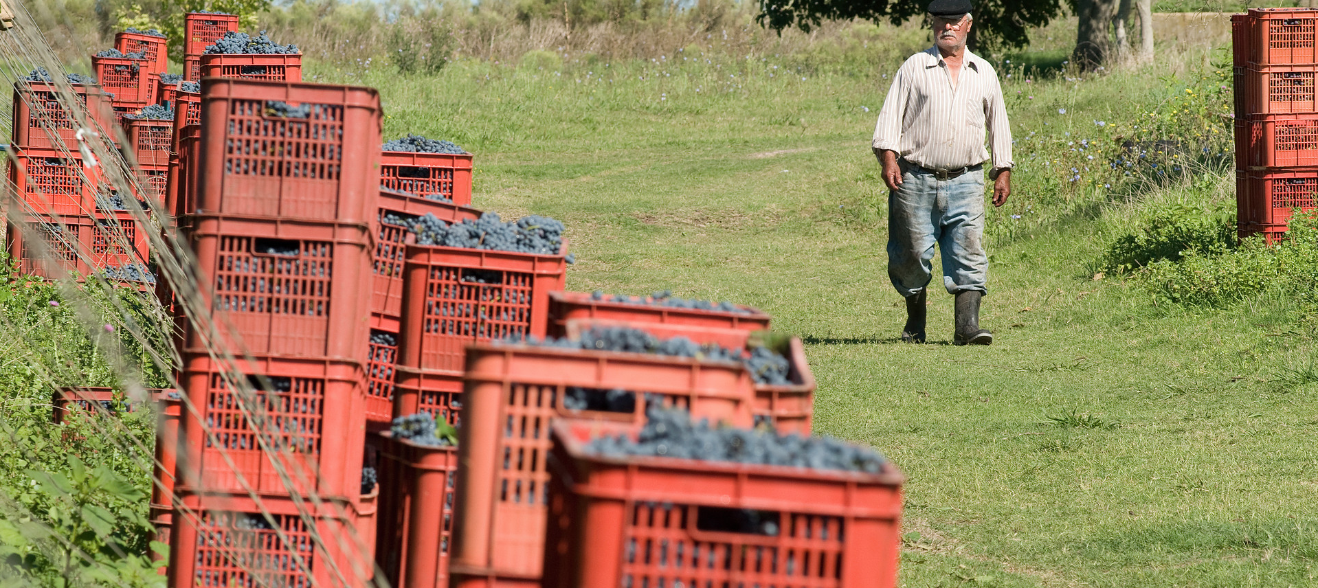 South America Wine Guide, Bresesti winery