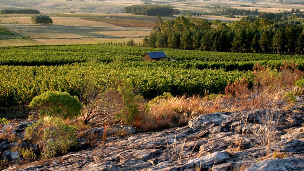 Alto de la Ballena winery in Uruguay, winery guide to Uruguay