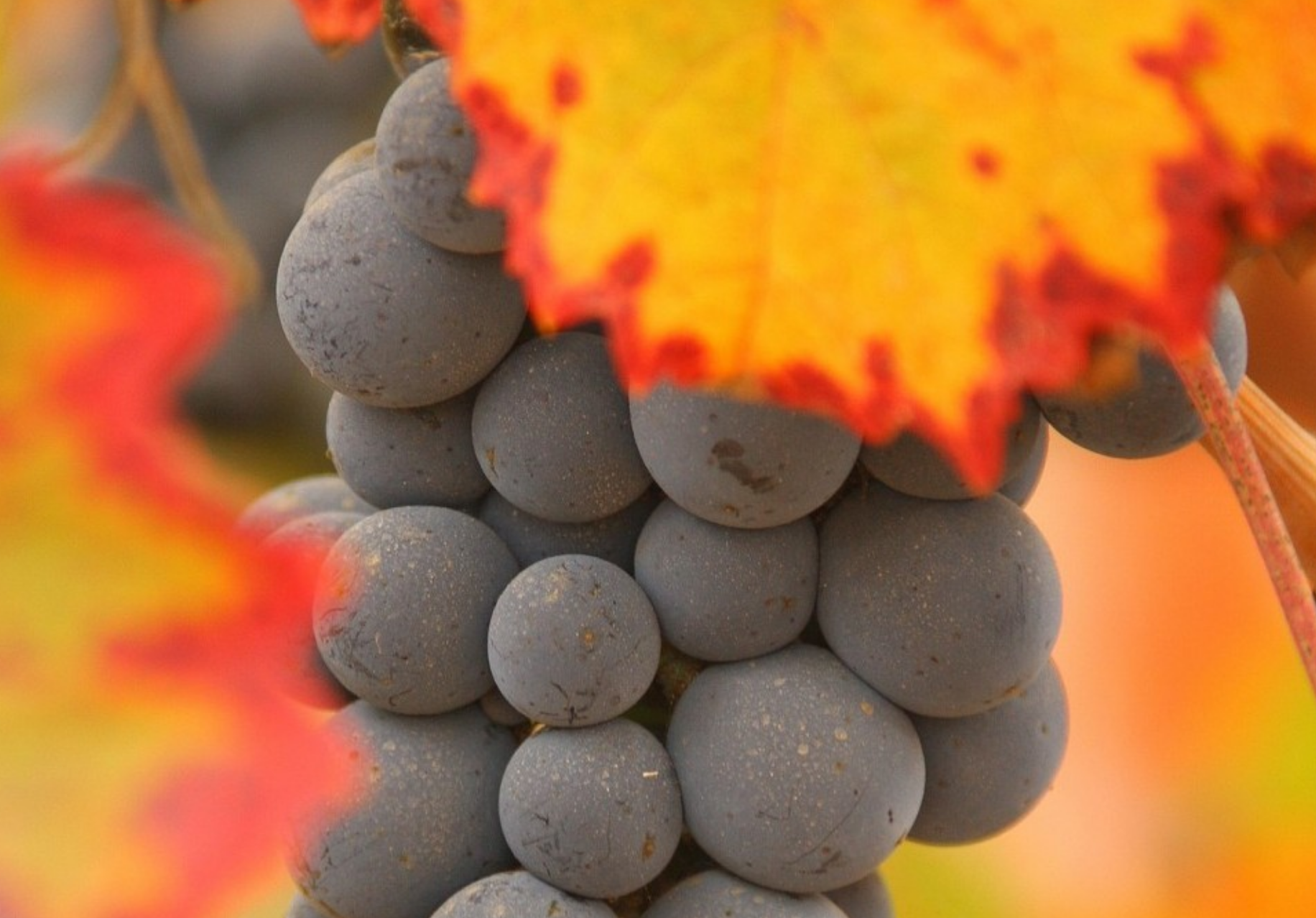 Carmenere grapes in the vineyards in Chile, Carmenere Day