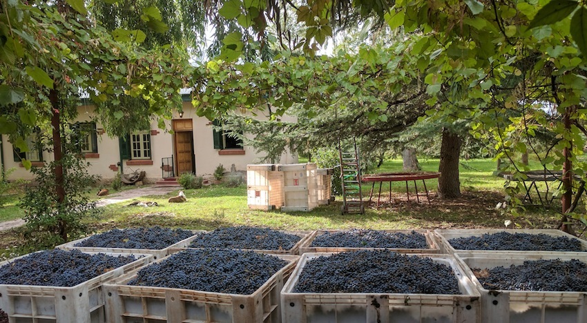 Vino casero mendoza wine production