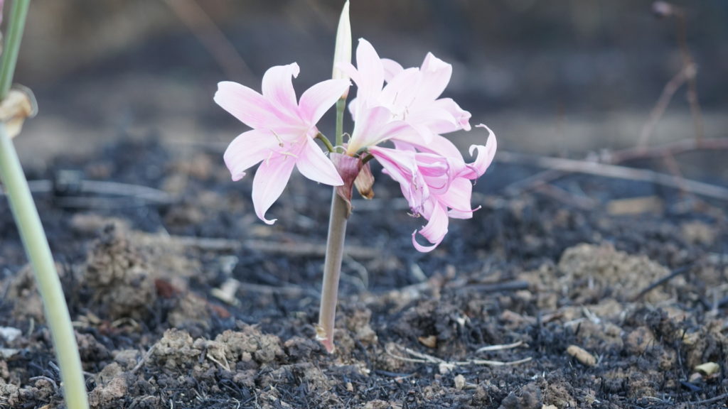 Itata after the fires: Rising from the ashes with new life