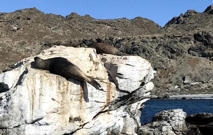 Visit La Serena Chile penguins sea lions dolphins
