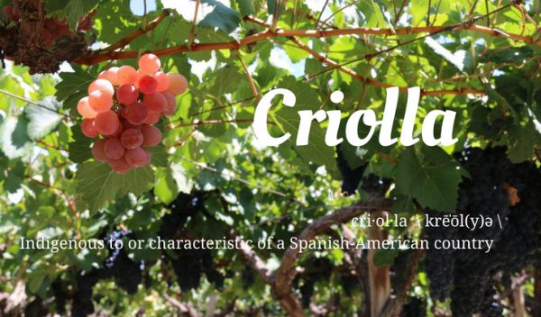 Guide to Criolla wines & Criolla grape varieties in South America