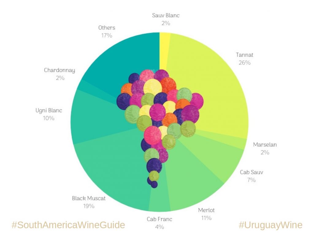 Wines of Uruguay, Diagram of the grape varieties planted in Uruguay