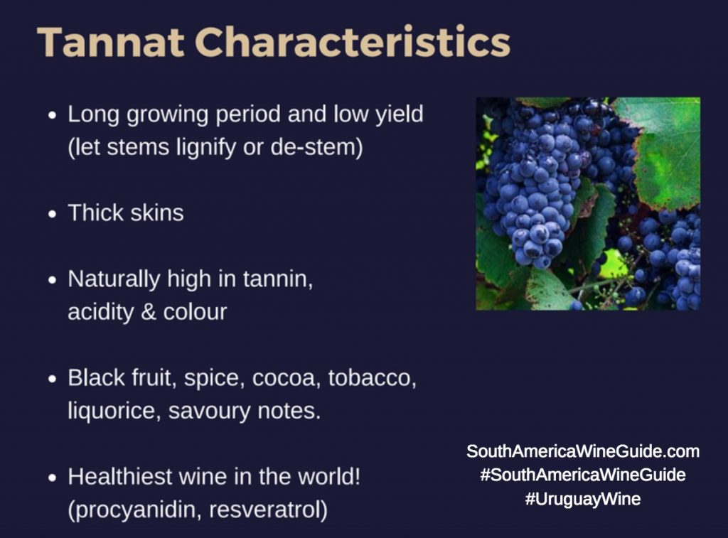 The character of tannat wine
