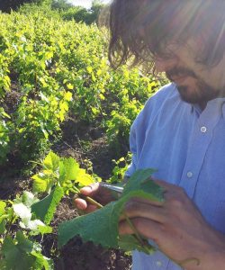 grape discoveries in bio bio, old vines