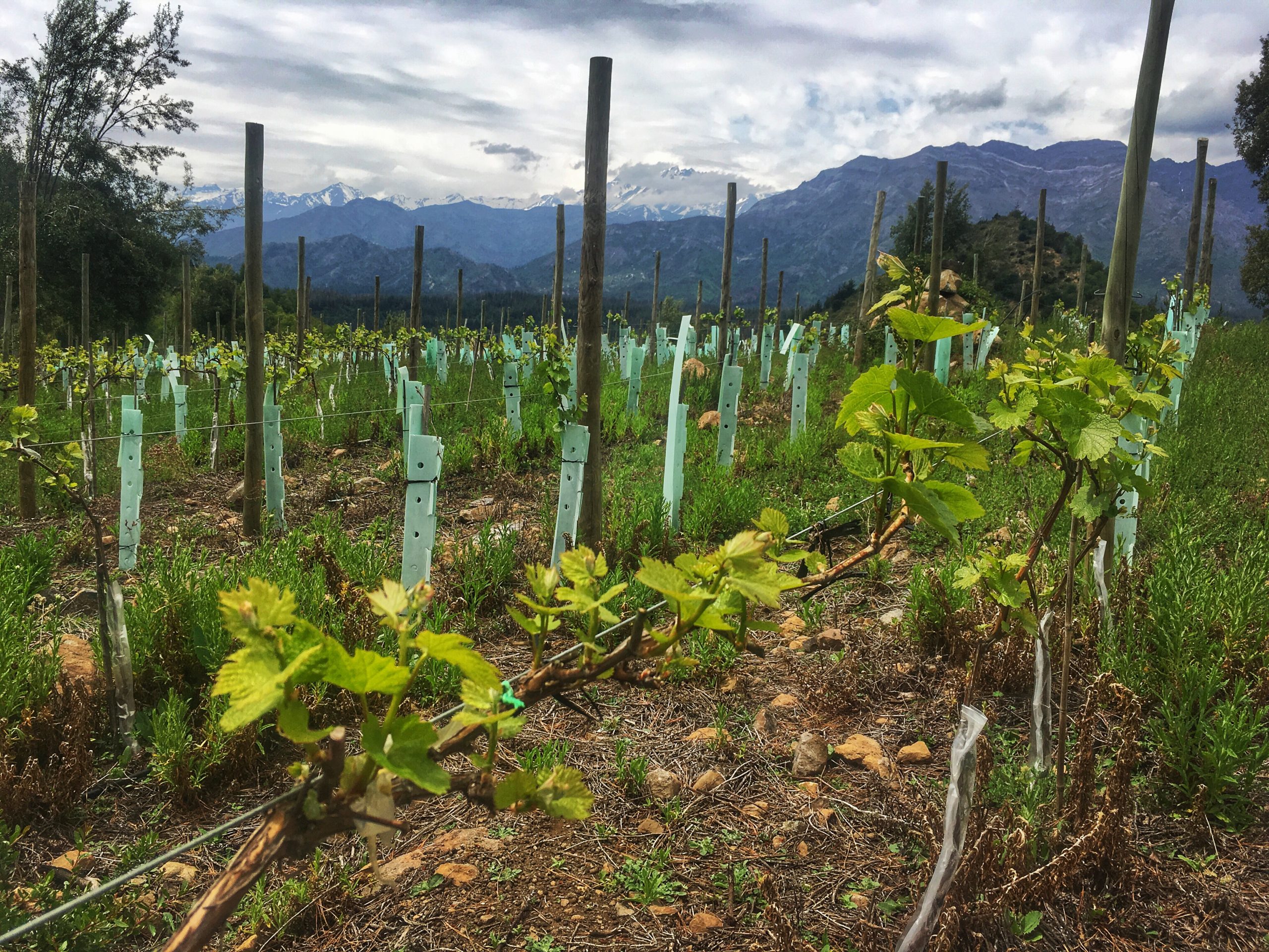 Sierras de Bellavista wine, Colchagua Sierras de Bellavista vineyard, Alto Colchagua, Colchagua Andes