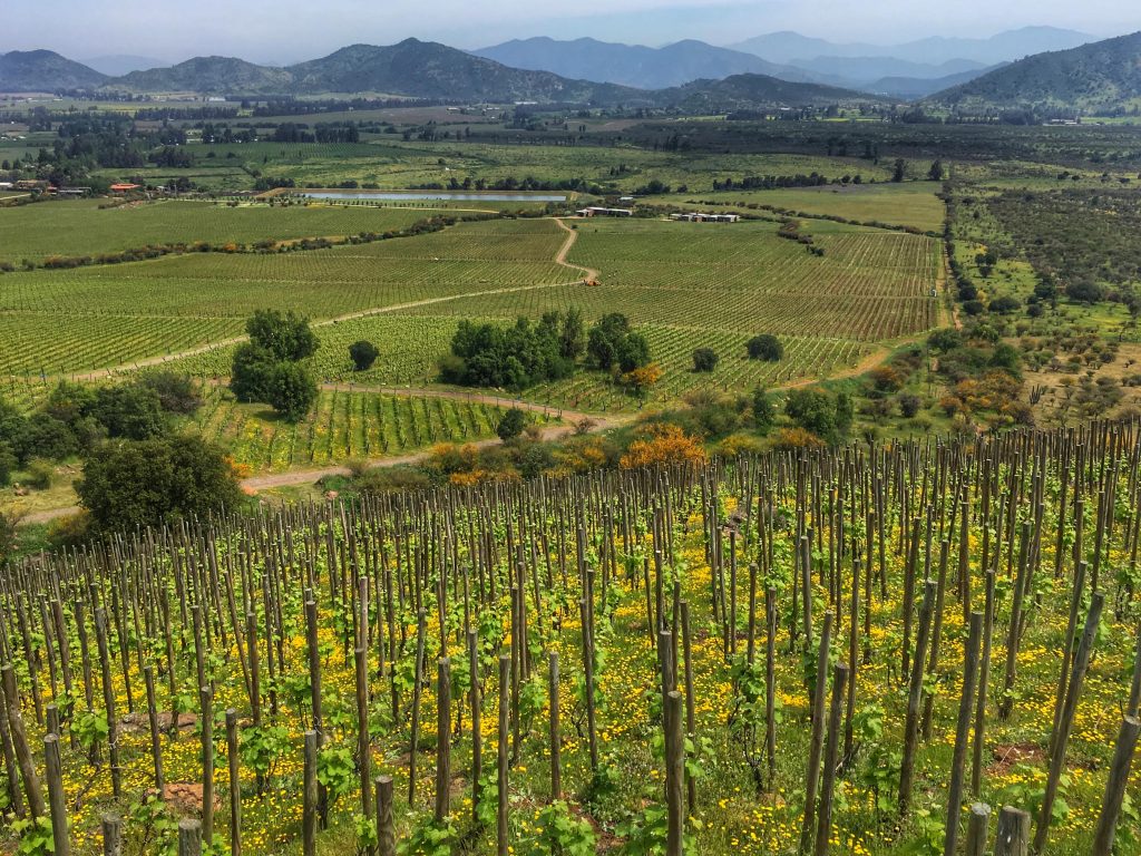 Koyle winery in Colchagua, Koyle vineyard