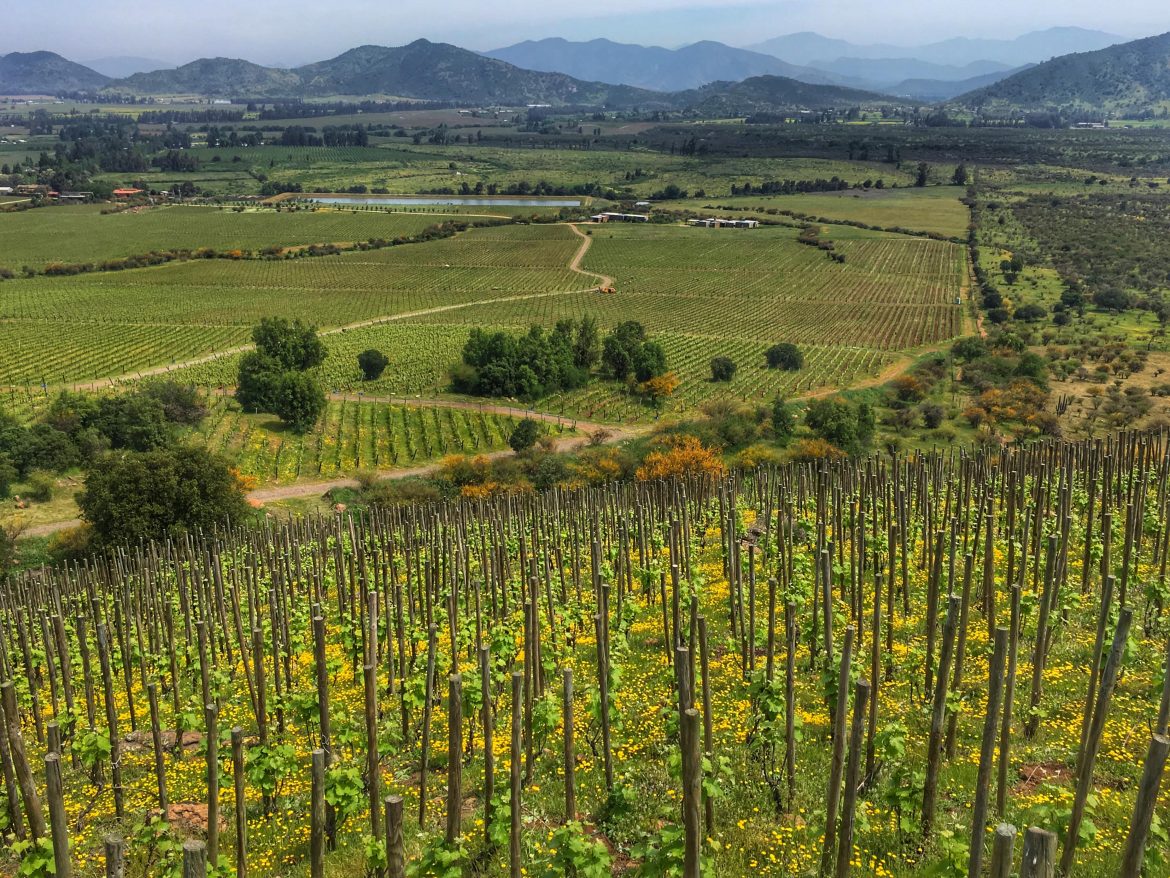 Koyle winery in Colchagua, Koyle vineyard