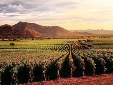 Viña Caliterra, wines in Colchagua, wineries to visit in Chile