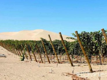 Vino de Arenas winery and vineyard in Ica, Peru