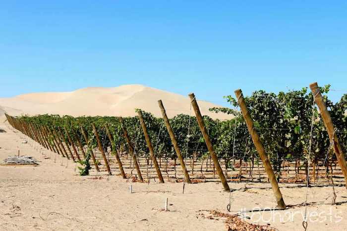 Vino de Arenas winery and vineyard in Ica, Peru