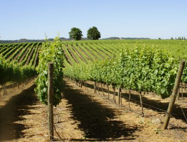 Viña Porta winery and Veranda wines