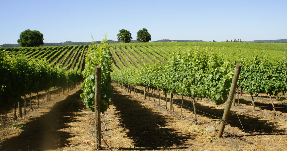Viña Porta winery and Veranda wines