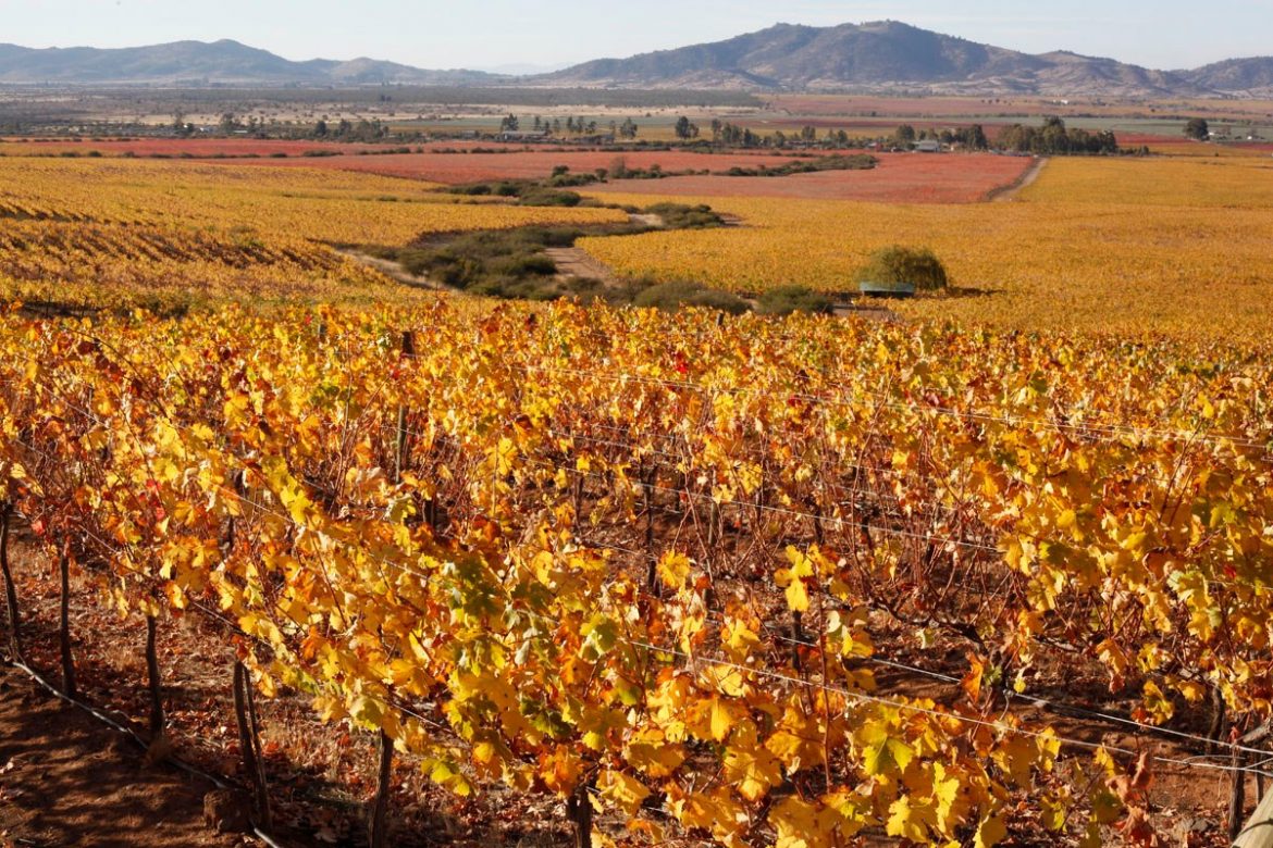 Winery guide for chile