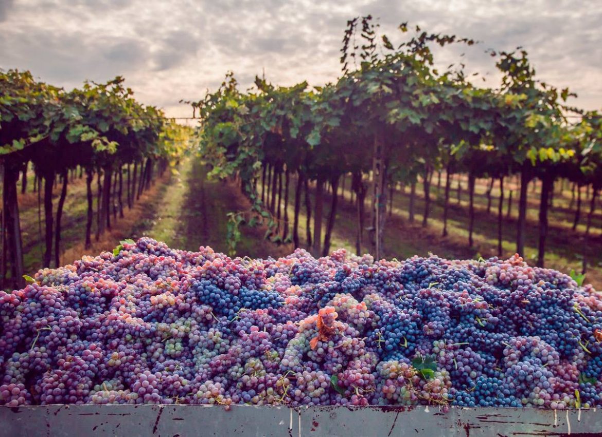 Bisquertt vineyards in Marchigue in Colchagua, Chilean wine guide