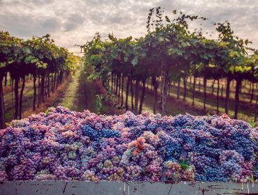 Bisquertt vineyards in Marchigue in Colchagua, Chilean wine guide