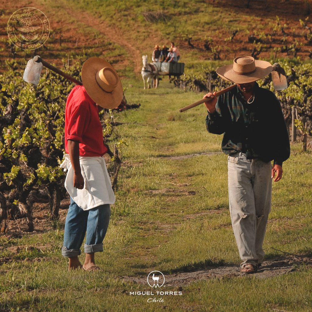 Vineyards of Miguel Torres in Chile. A guide to wineries and wine regions in Chile