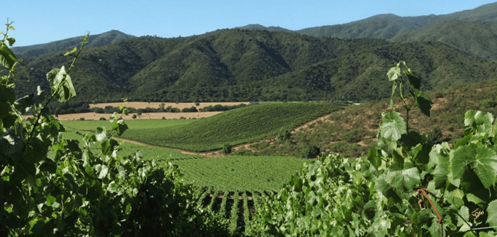 San Antonio vineyard in Chile from Cono Sur winery