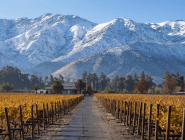 Guide to wineries in Chile, Domus Aurea Quebrada de Macul