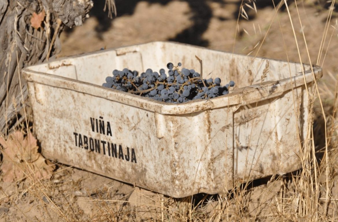 Guide to South American wine and Chilean wineries, Gillmore winery in Maule