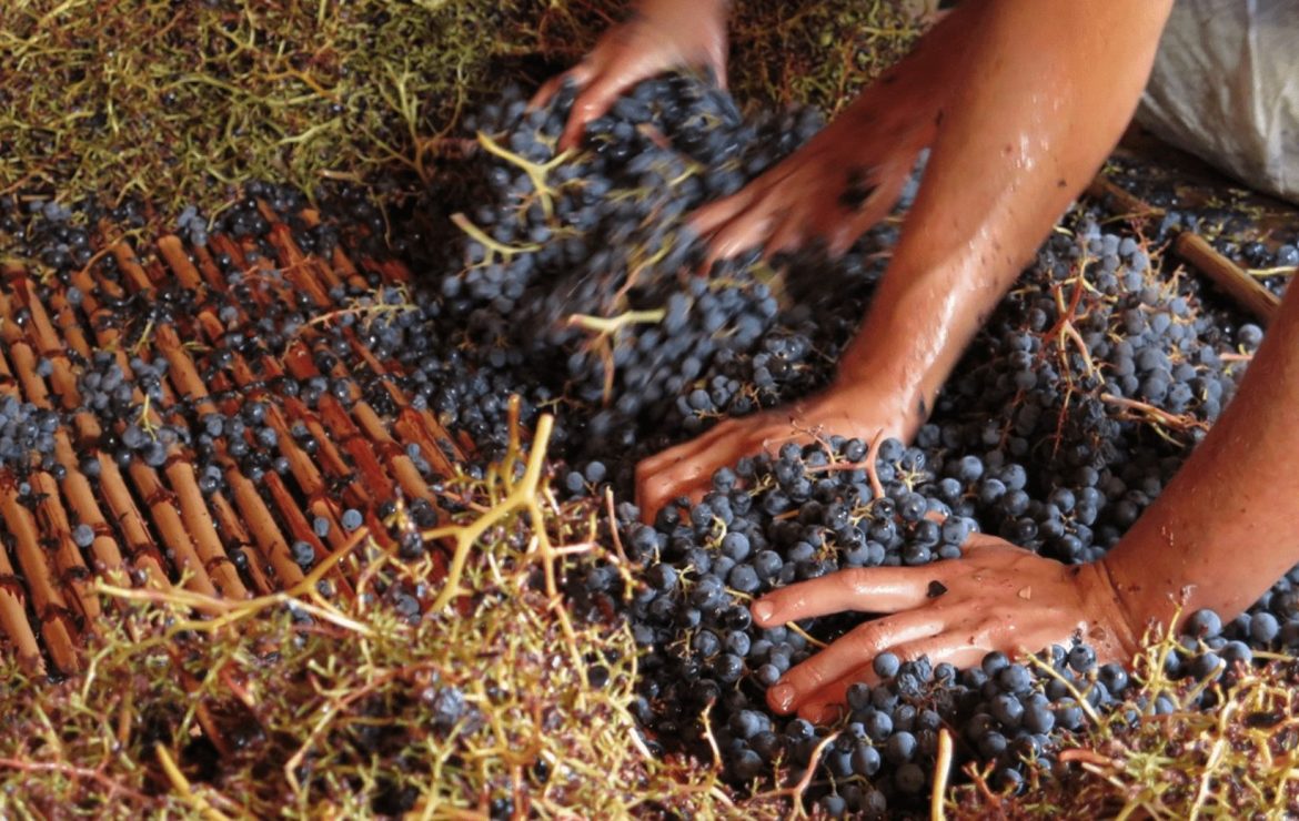 González Bastías winery and wines: Guide to Chilean wines