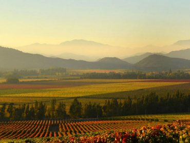 Chilean wine guide, Siegel wines
