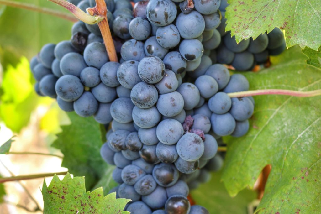 Grape varieties in Apalta - Carmenere, Syrah, Cabernet, Merlot, Grenache, Mourvedre. Aurelio Montes interview