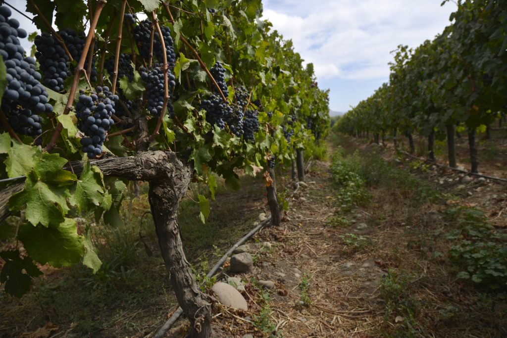 Cabernet Sauvignon vineyards in Curico and Chile, Vina Requingua wines from Chile